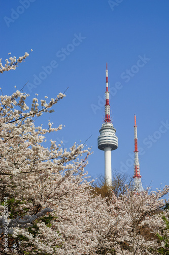 Photography 벚꽃이 만개한 서울 남산의 봄