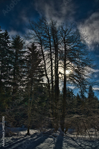 Full moon through trees in winter.