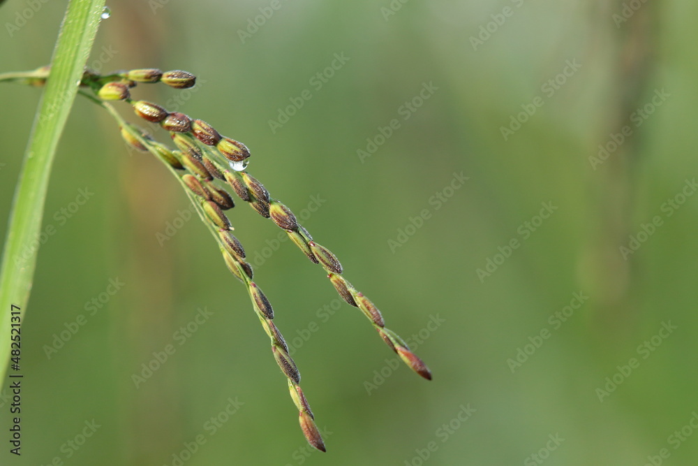 caterpillar on a leaf