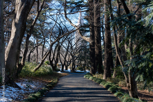 冬の公園の遊歩道 photo