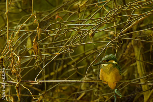 Common Kingfisher Perching