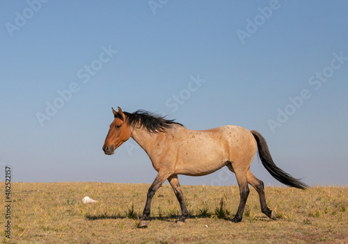 Strawberry Red Roan Wild Horse Mustang Stallion walking in the United States
