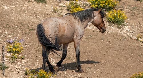 Strawberry Roan Wild Horse Stallion in the Pryor Mountains Wild Horse Range on the border of Wyoming in the United States photo