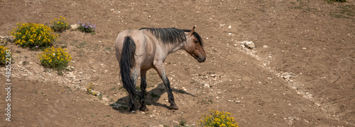 Scarred up Red Roan Wild Horse Mustang Stallion in the Pryor Mountains Wild Horse Range on the border of Wyoming in the United States photo