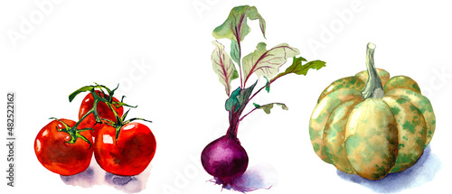 Collection of vegetables, isolated elements on white background; for printing on textiles, home decor art..Watercolor set of illustrations - vegetables, pumpkin, tomatoes, beet. Seasonal vegetables.
