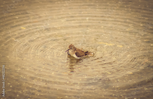 pequeña ave refrescandose en un lago