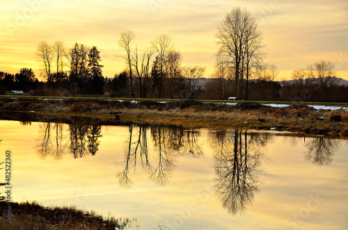 Tree reflection photo