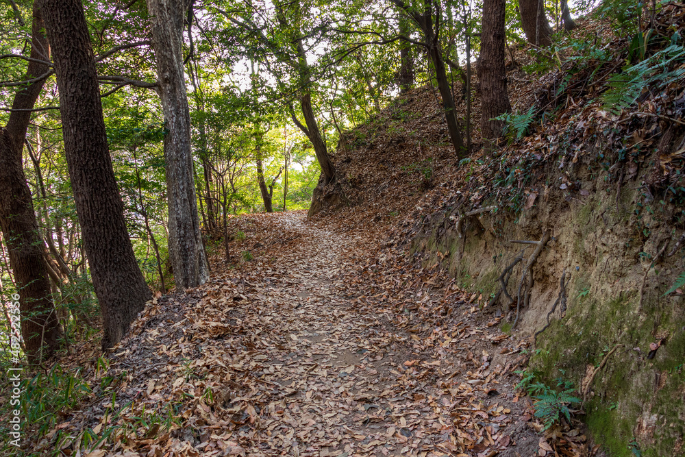 Fototapeta premium たくさんの落ち葉に覆われた山道
