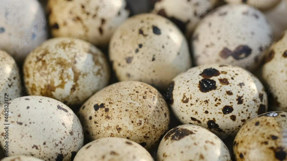 Rotating Quail Eggs . Top View. Close Up.Close-up of quail eggs a rotating . Bright colorful quail eggs. Macro. Selective focus Rotating Quail Eggs . Top View. Close Up.Close-up of quail eggs a rotating . Bright colorful quail eggs. Macro. Selective focus
