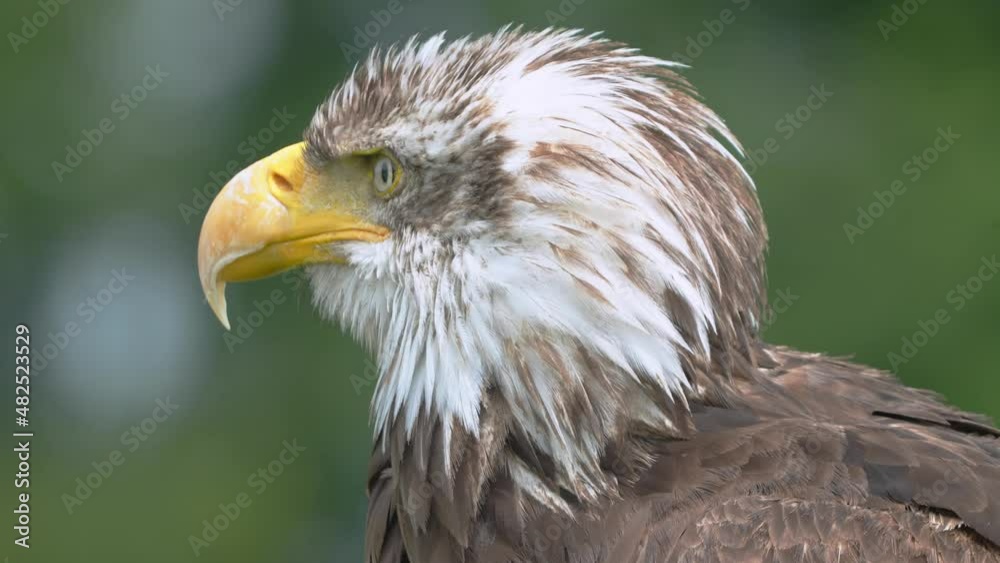 Close Up Of Bald Eagle Head With SharpYellow Beak Looking Around Blinking. Bokeh Background Close Up Of Bald Eagle Head With SharpYellow Beak Looking Around Blinking. Bokeh Background