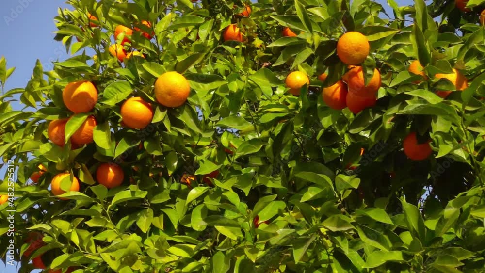 Mandarin tree, video closeup orange tree, tangerin. Fresh fruits, sunny springtime. Organic food Mandarin tree, video closeup orange tree, tangerin. Fresh fruits, sunny springtime. Organic food