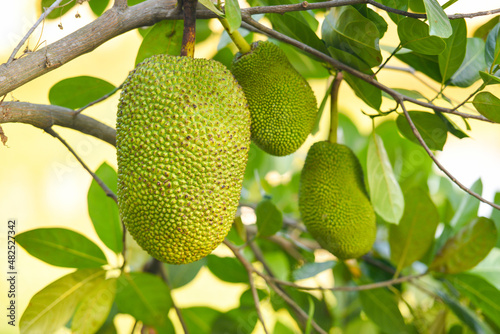 jackfruit on the jackfruit tree tropical fruit on nature leaf background