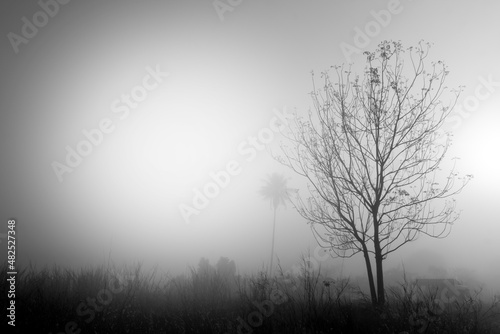 Abstract black and white nature background of silhouette of the mist surviving through the foliage and grass at dawn.