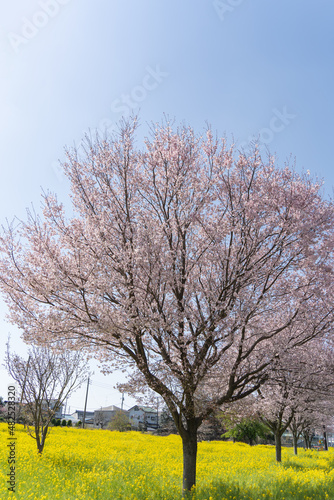 桜満開、菜の花畑
