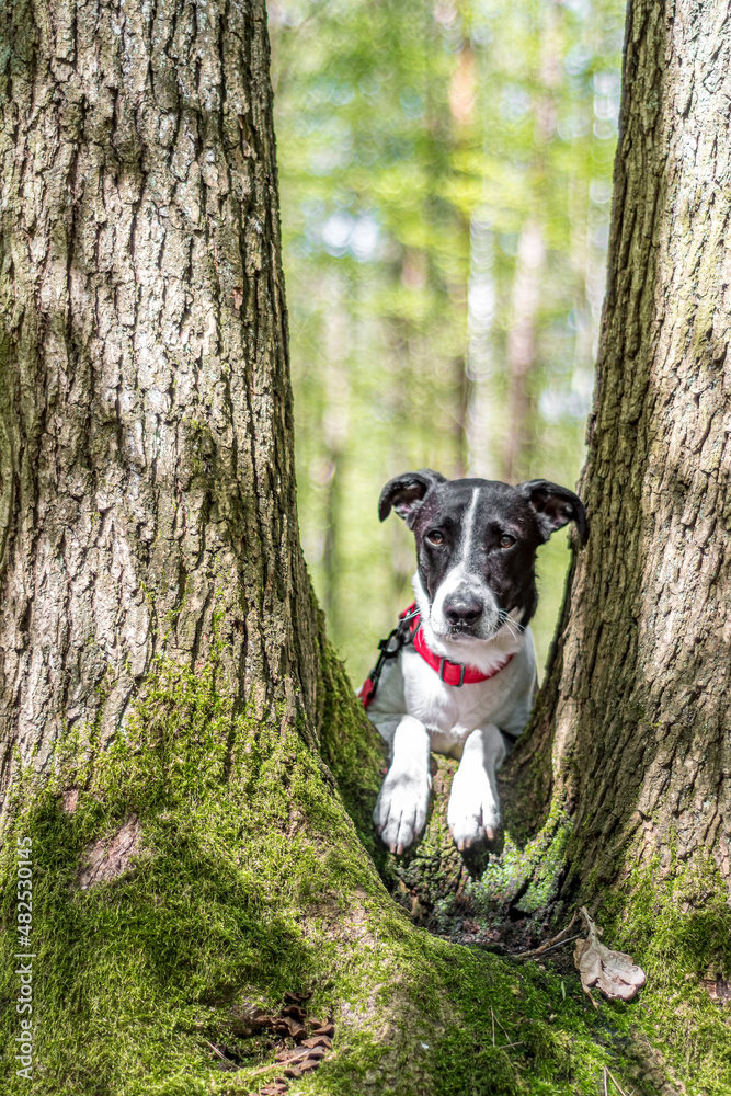 Lovely dog on a tree. Young crossbred doggy with cute white paws posing among double trunk of a deciduous plants. Selective focus on the details, blurred background.