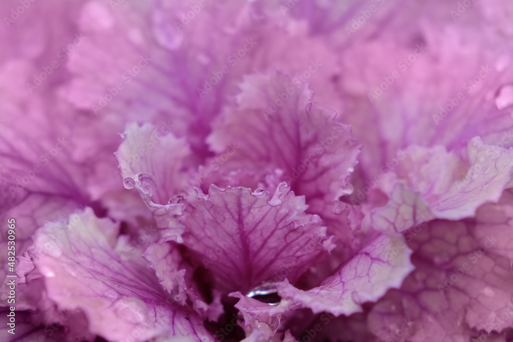 Ornamental cabbage Tokyo pink. Macro shooting. Drops of water on the leaves of ornamental cabbage Ornamental cabbage Tokyo pink. Macro shooting. Drops of water on the leaves of ornamental cabbage