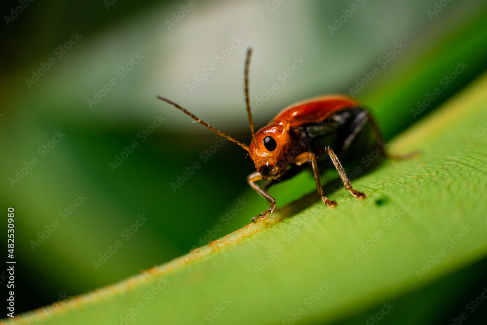 bug on a leaf bug on a leaf