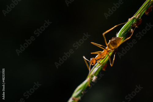 praying mantis © Ano