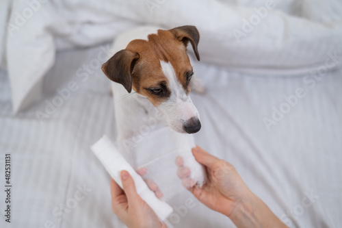 Veterinarian bandaging the paw of a Jack Russell Terrier dog. 