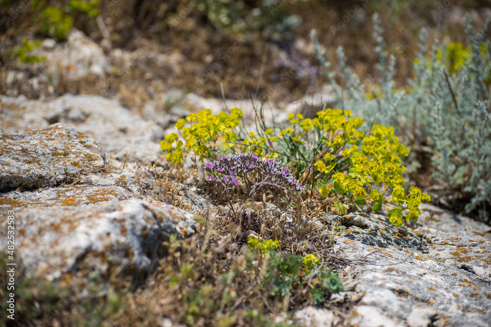 Limonium platyphyllum flowers (Kermek broadleaf)