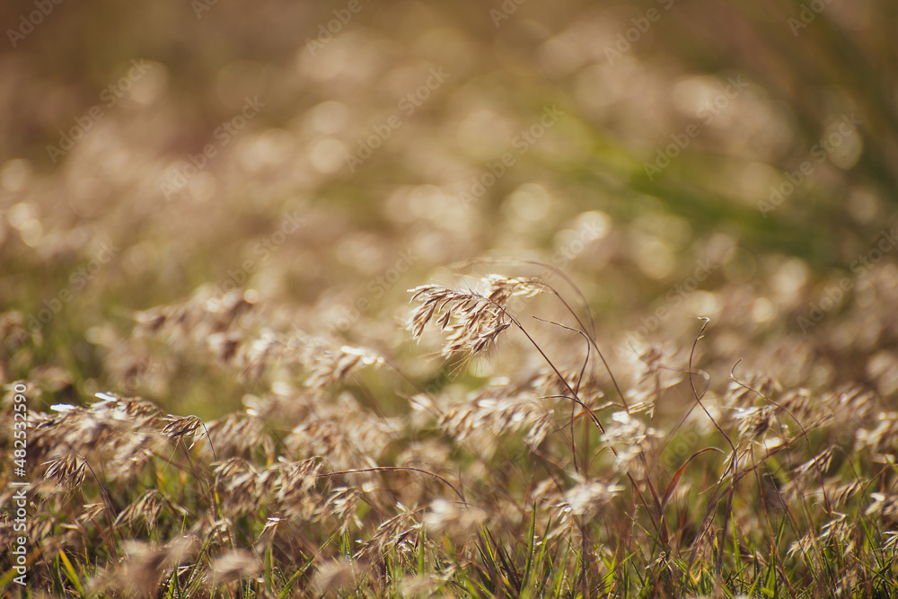 Feather grass (Stipa) growing in the meadow, Warm autumn in the steppe Crimea Feather grass (Stipa) growing in the meadow, Warm autumn in the steppe Crimea