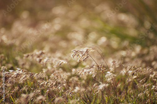 Feather grass (Stipa) growing in the meadow, Warm autumn in the steppe Crimea
