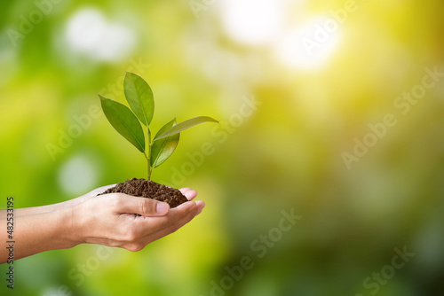Hand holding young plant on blurred green bokeh nature background and sunlight. concept eco earth day.