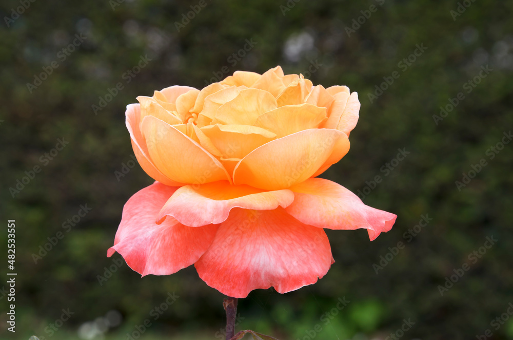 Flower Rose in close view in a garden Flower Rose in close view in a garden