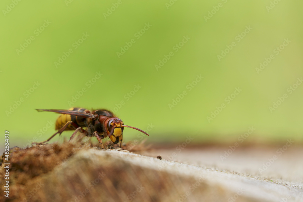European Hornet Vespa crabro feeding on sap in a forest