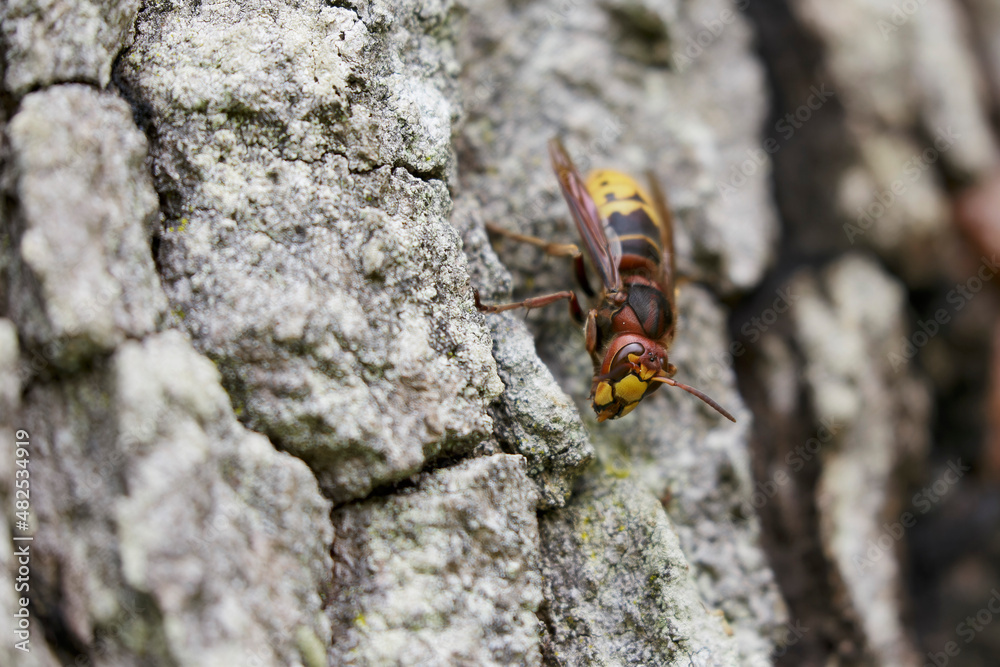 European Hornet Vespa crabro feeding on sap in a forest European Hornet Vespa crabro feeding on sap in a forest