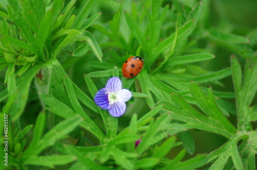close-up of ladybug and blue flower