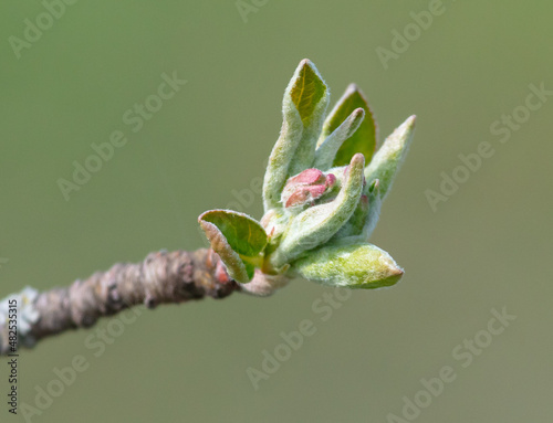 Leaves from the buds of the apple tree close-up.