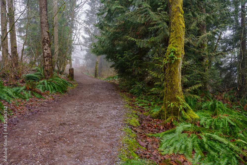 Obraz premium Misty BC urban forest trail during a winter cloud inversion.