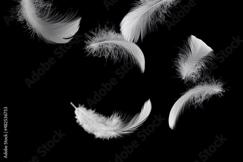 Down Feathers. Soft White Fluffly Feathers Falling in The Air. Swan Feather Floating on Black Background.