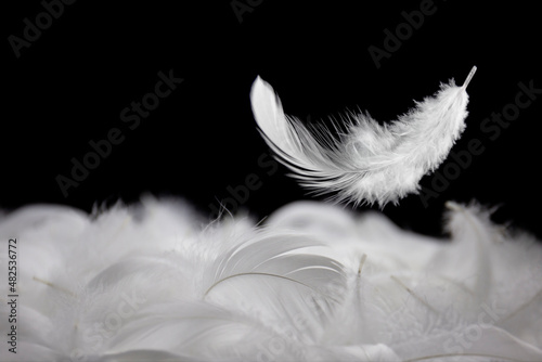 Down Feathers. Soft White Fluffly Feathers Falling in The Air. Floating Feather. Swan Feather on Black Background.  photo