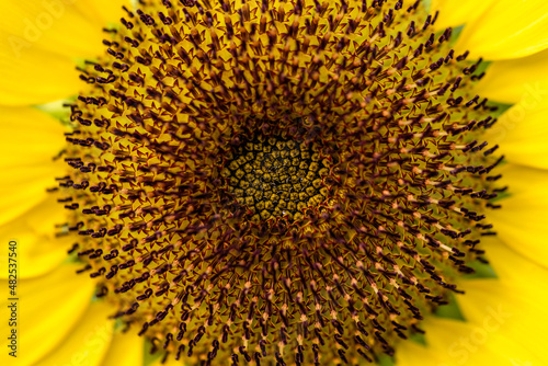 Sunflower in the field,close-up,macro flower photo