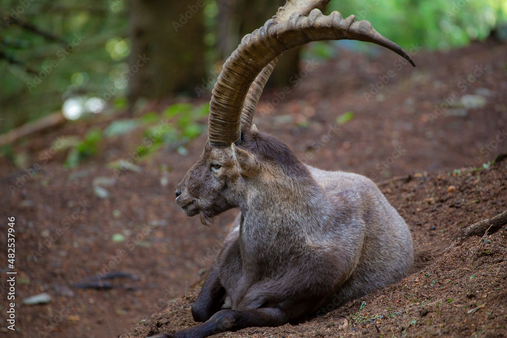 Wild ibex goat in the French Alps in summer