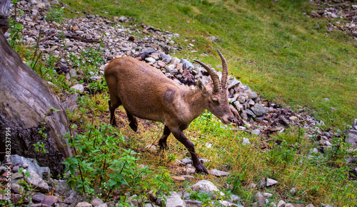 Wild ibex goat in the French Alps in summer