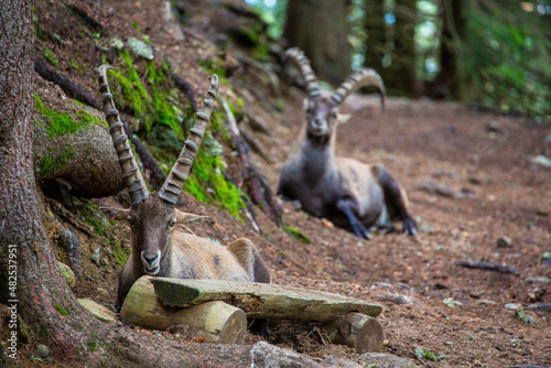 Wild ibex goat in the French Alps in summer