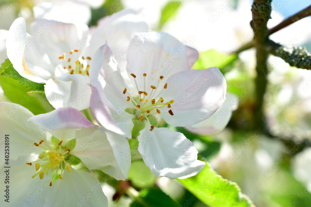 On a branch of an apple tree, in the spring, a white-pink flower of an apple tree blossomed.
