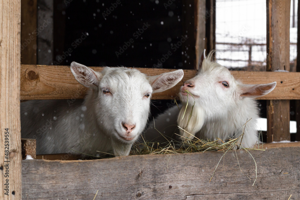 Obraz premium Two white goats of the Zaanen breed are eating hay in the barn. Home farm. Concept: village, agriculture, animal husbandry, lifestyle, home farm, eco-farm.