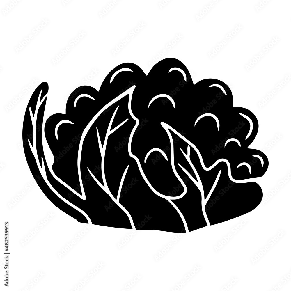 Hand drawn doodle black cabbage, cauliflower. Hand drawn doodle black cabbage, cauliflower.