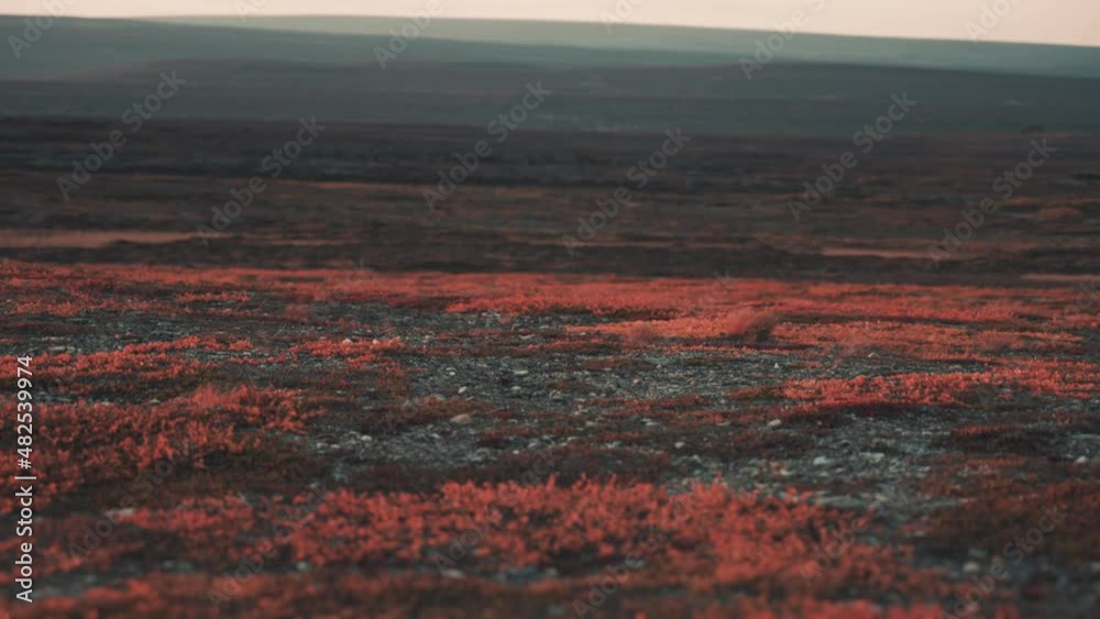 A stark autumn tundra landscape in the light of the red setting sun. Long shot, pan left. A stark autumn tundra landscape in the light of the red setting sun. Long shot, pan left.