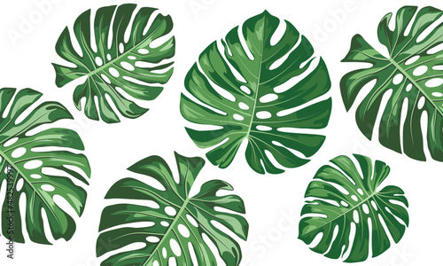 Pattern of Monstera big leaves. Modern bright summer print design from thickets of tropical leaves.