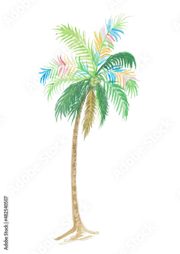 isolated palm tree watercolor illustration  isolated nature on white background