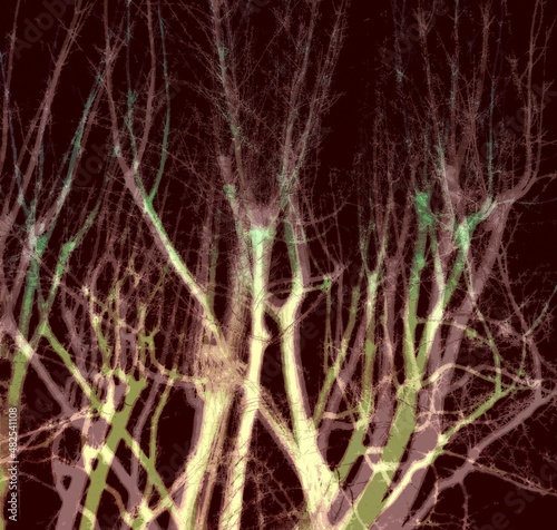 tree in the dark