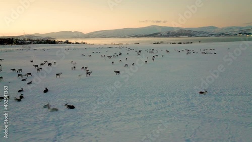 Wide aerial pan reveals herd of domesticated Caribou in winter pasture photo