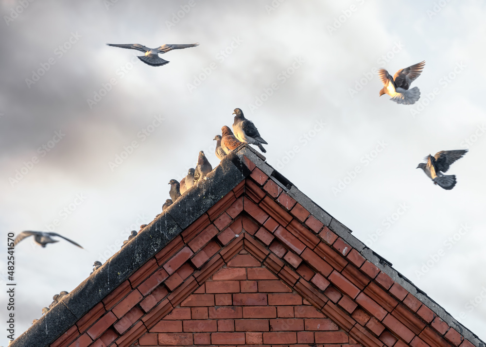 Pigeons landing on rooftop at sunset with red brick old building and pitched roof. Beautiful sunlit birds taking off into the sky.