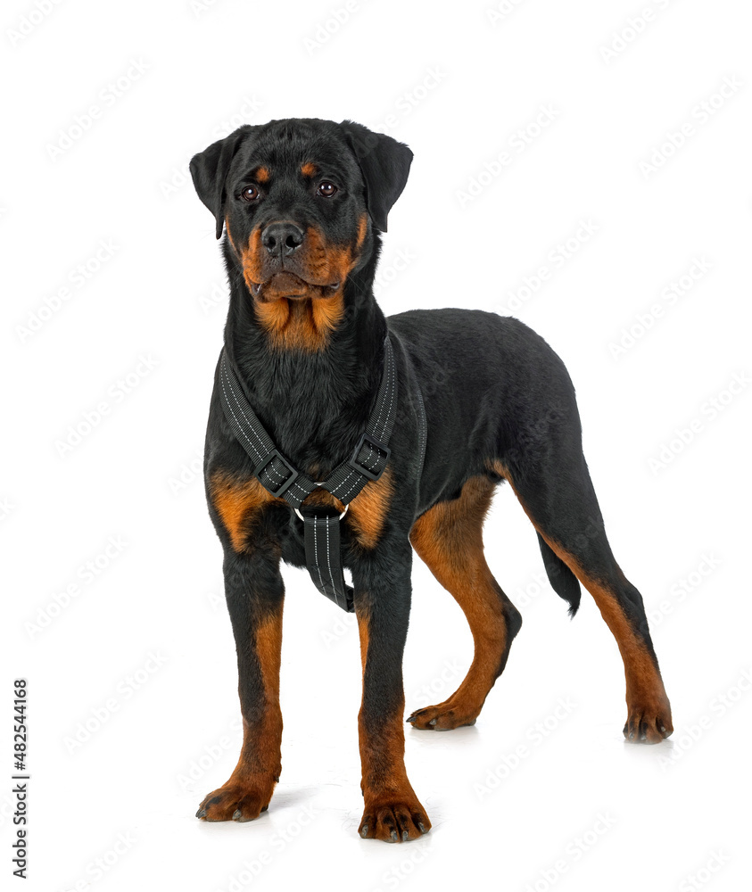 Fototapeta premium puppy rottweiler in studio