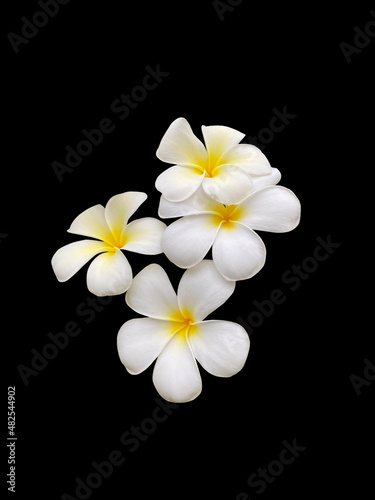 white frangipani flower on black, natural flower concept,